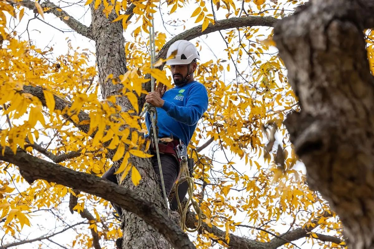 Skilled Tree Trimming crew working in Belton